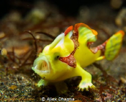 Frog fish 
Taken with canon PowerShot S120 canon housing... by Ajiex Dharma 